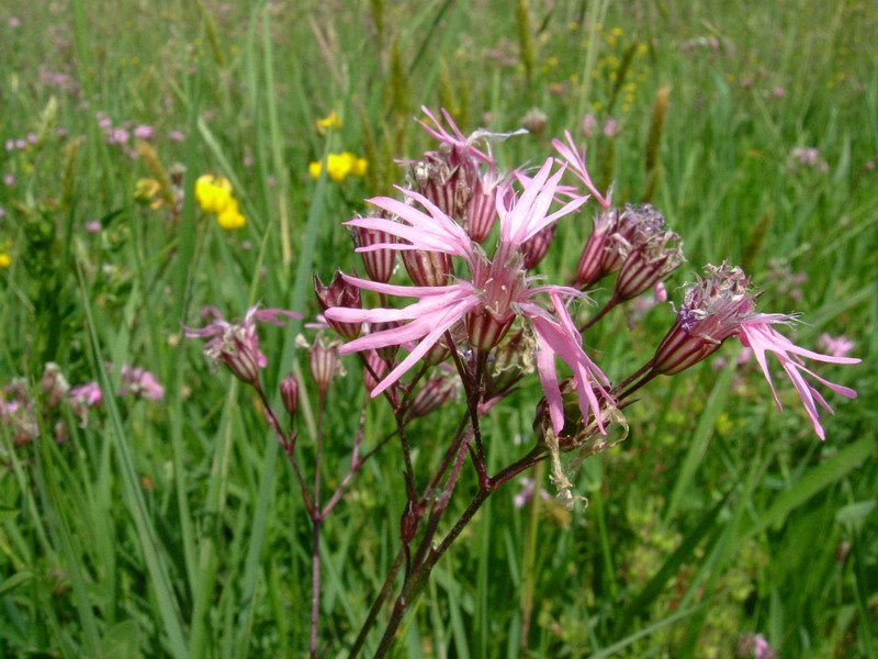 Lychnis flos-cuculi / Crotonella Fior di cuculo
